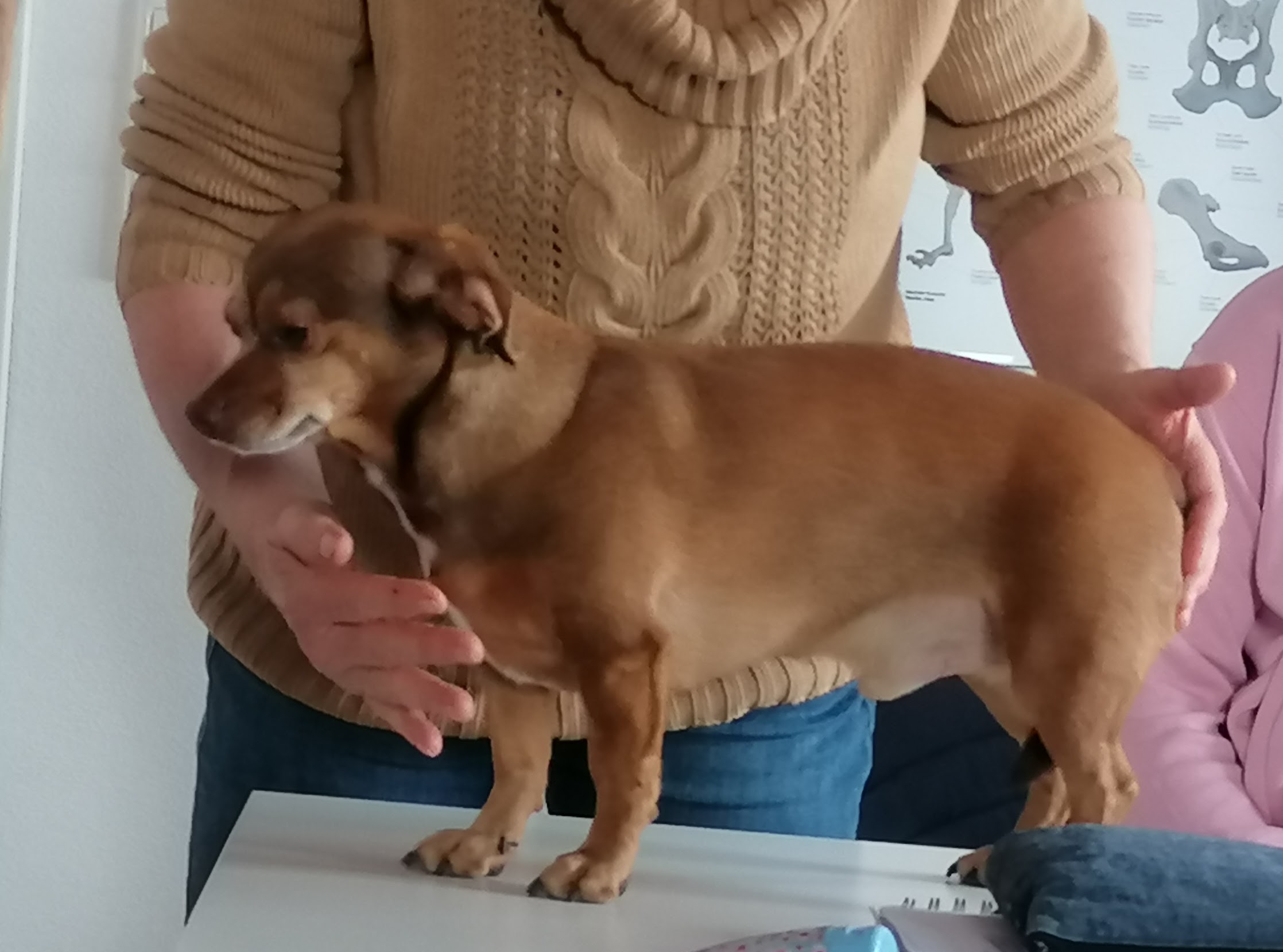 Entspannter Hund