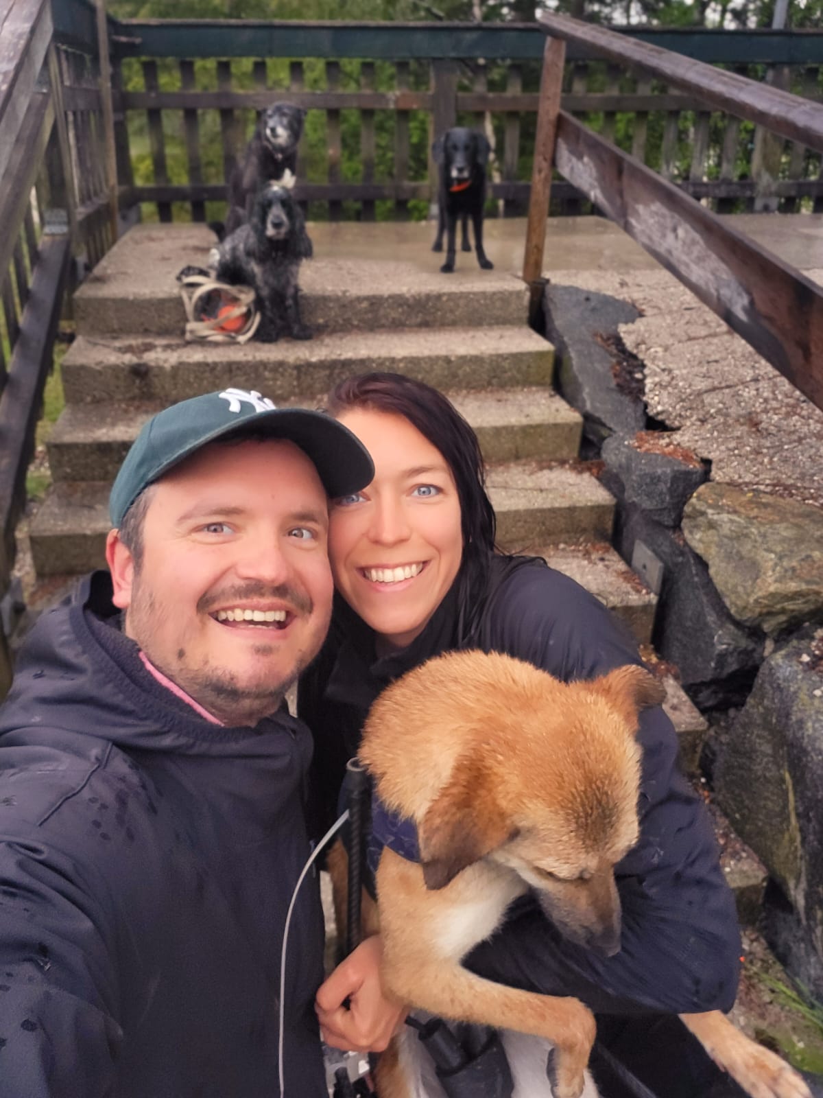 Hund auf Wanderweg in den Bergen